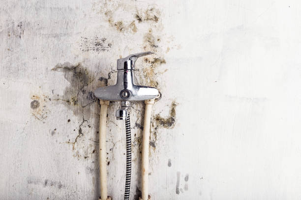 Best Mold Testing  in North Mankato, MN