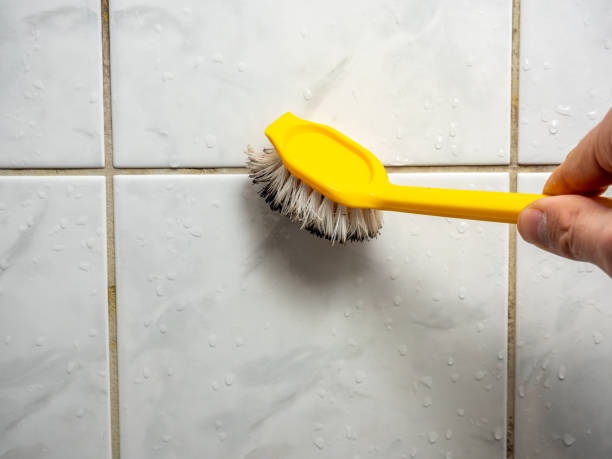 Best Best Mold Removal Companies  in North Mankato, MN
