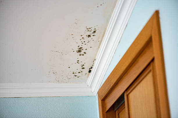 Best Black Mold Removal  in North Mankato, MN