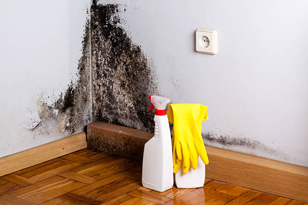 Trusted North Mankato, MN Mold Removal Experts