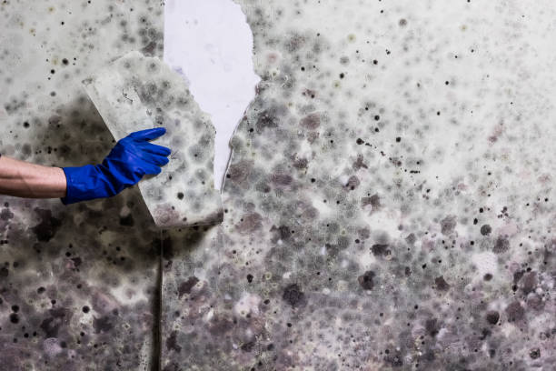 Best Mold Removal and Inspection  in North Mankato, MN