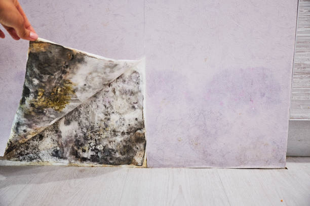 Best Mold Testing and Removal  in North Mankato, MN